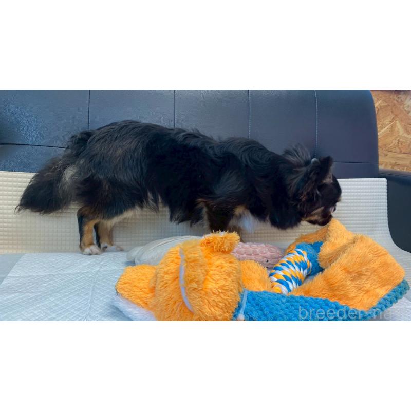 成約済の兵庫県のチワワ(ロングコート)-378076の12枚目